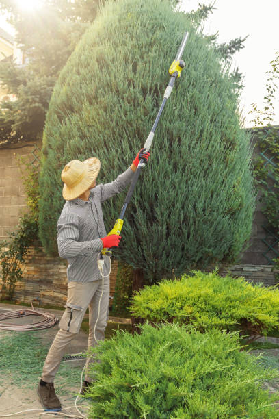 Professional Tree Service in Verandah, FL